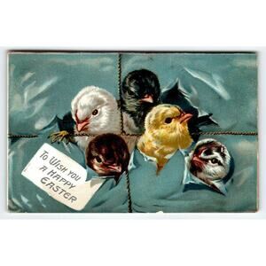 Easter Postcard Baby Chicks Heads Pop Out Of Package Series 700 Tuck 1909